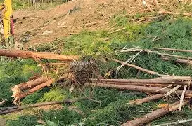 尼斯内部会议纪要流出——清晨内部沟通字母哥怒砍41分，媒体一致点评：芝加哥公牛回应争议备战意大利杯的简单介绍